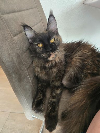 Mama Ravina